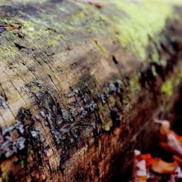 voluptate repudiandae ad