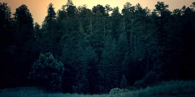 incidunt consectetur qui cover