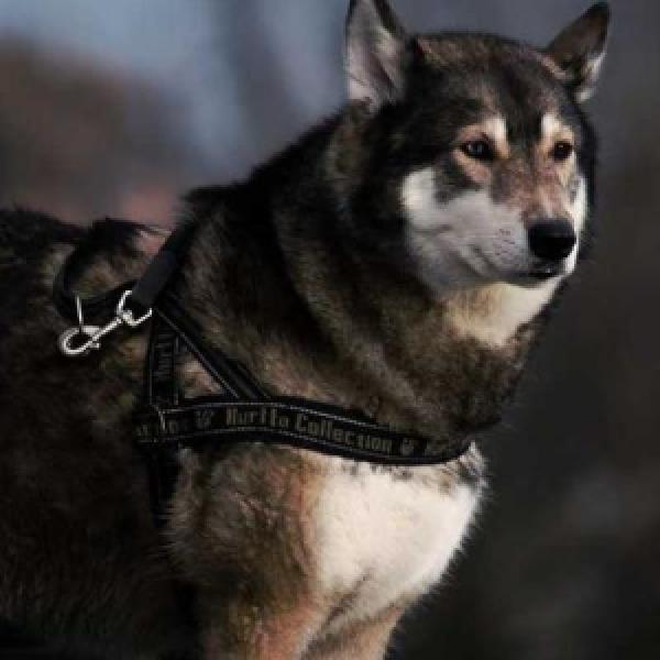 occaecati corrupti saepe