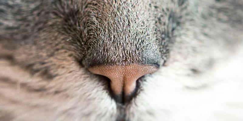 iusto quidem recusandae cover