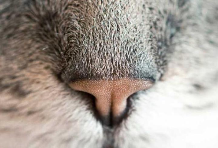 iusto quidem recusandae